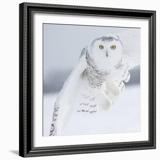 Owl in Flight I-PHBurchett-Framed Art Print