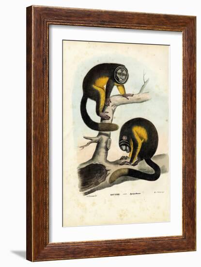 Owl Monkey, 1863-79-Raimundo Petraroja-Framed Giclee Print