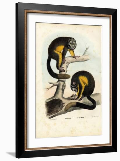 Owl Monkey, 1863-79-Raimundo Petraroja-Framed Giclee Print