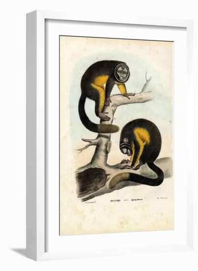 Owl Monkey, 1863-79-Raimundo Petraroja-Framed Giclee Print