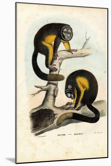Owl Monkey, 1863-79-Raimundo Petraroja-Mounted Giclee Print