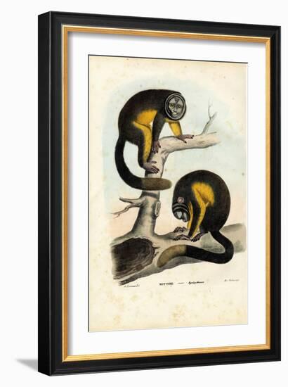 Owl Monkey, 1863-79-Raimundo Petraroja-Framed Giclee Print