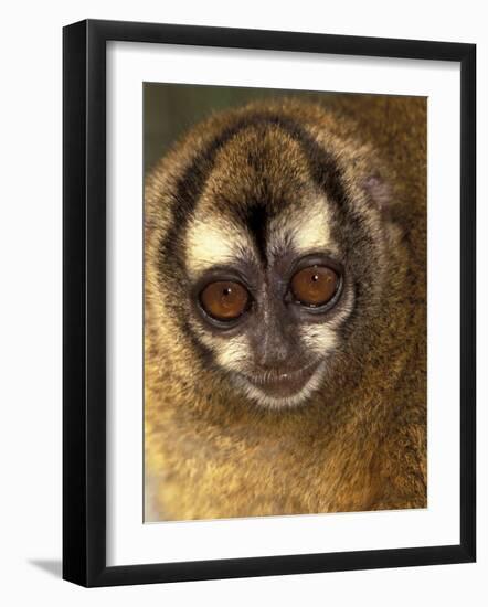 Owl Monkey, Panama-Art Wolfe-Framed Photographic Print