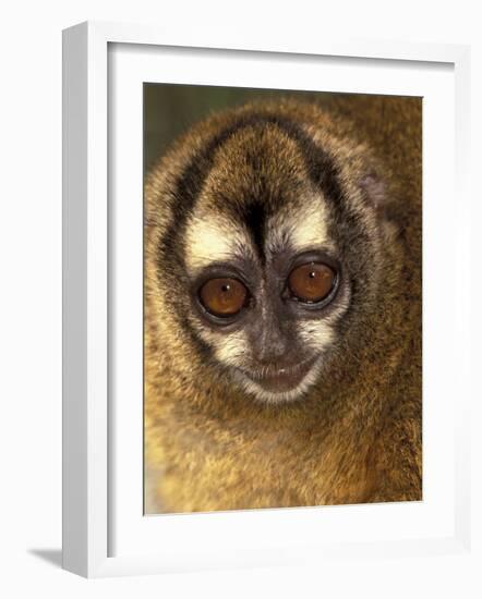 Owl Monkey, Panama-Art Wolfe-Framed Photographic Print