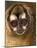 Owl Monkey, Panama-Art Wolfe-Mounted Photographic Print