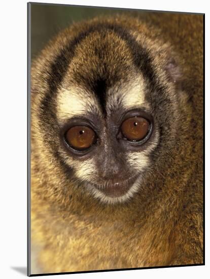 Owl Monkey, Panama-Art Wolfe-Mounted Photographic Print