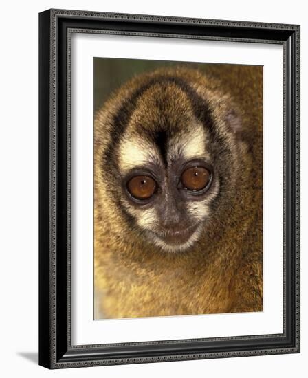 Owl Monkey, Panama-Art Wolfe-Framed Photographic Print