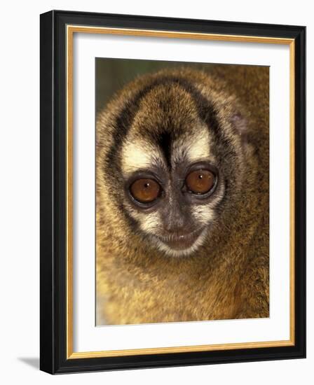 Owl Monkey, Panama-Art Wolfe-Framed Photographic Print