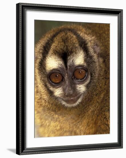 Owl Monkey, Panama-Art Wolfe-Framed Photographic Print