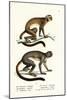 Owl Monkeys, 1824-Karl Joseph Brodtmann-Mounted Giclee Print