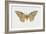 Owl Moth or White Witch (Thysania Agrippina), Noctuidae, Artwork by Tim Hayward-null-Framed Giclee Print