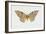 Owl Moth or White Witch (Thysania Agrippina), Noctuidae, Artwork by Tim Hayward-null-Framed Giclee Print