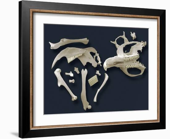 Owl Pellet, SEM-Steve Gschmeissner-Framed Photographic Print