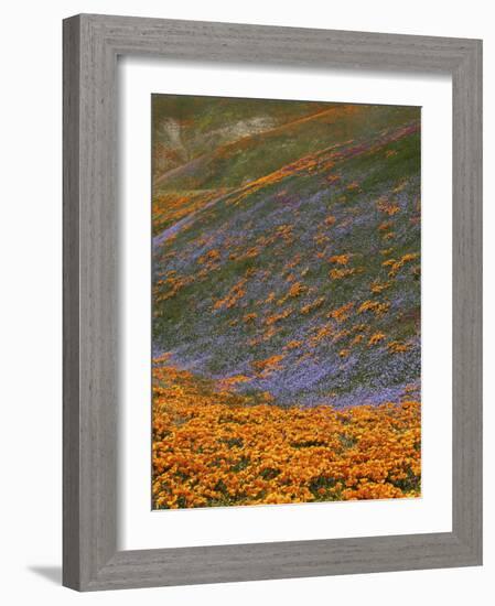 Owl's Clover and Globe Gilia, California Poppies, Tehachapi Mountains, California, USA-Charles Gurche-Framed Photographic Print