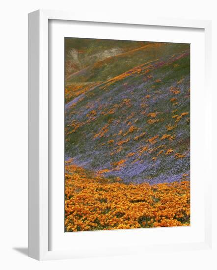 Owl's Clover and Globe Gilia, California Poppies, Tehachapi Mountains, California, USA-Charles Gurche-Framed Photographic Print