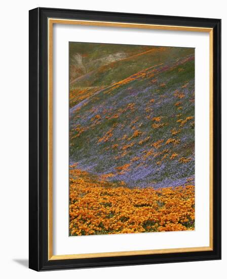 Owl's Clover and Globe Gilia, California Poppies, Tehachapi Mountains, California, USA-Charles Gurche-Framed Photographic Print