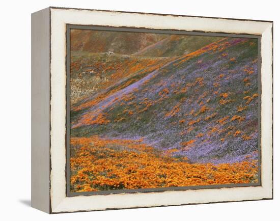Owl's Clover and Globe Gilia, California Poppies, Tehachapi Mountains, California, USA-Charles Gurche-Framed Premier Image Canvas