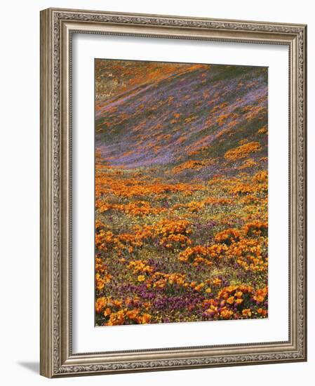 Owl's Clover and Globe Gilia, California Poppies, Tehachapi Mountains, California, USA-Charles Gurche-Framed Photographic Print