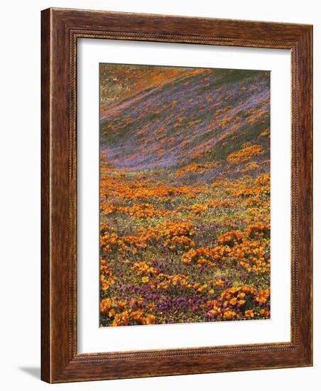 Owl's Clover and Globe Gilia, California Poppies, Tehachapi Mountains, California, USA-Charles Gurche-Framed Photographic Print