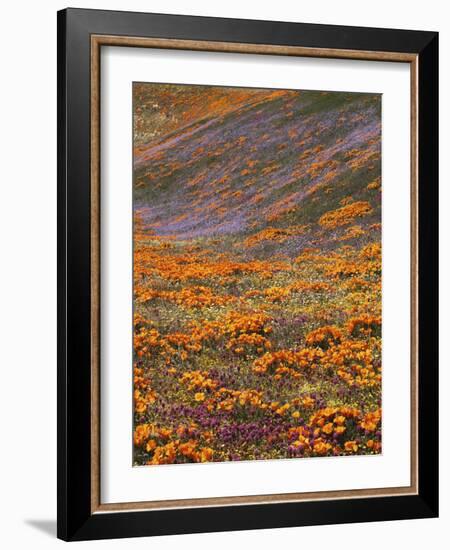 Owl's Clover and Globe Gilia, California Poppies, Tehachapi Mountains, California, USA-Charles Gurche-Framed Photographic Print