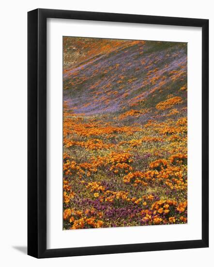 Owl's Clover and Globe Gilia, California Poppies, Tehachapi Mountains, California, USA-Charles Gurche-Framed Photographic Print