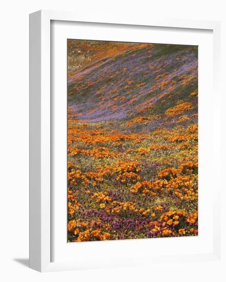 Owl's Clover and Globe Gilia, California Poppies, Tehachapi Mountains, California, USA-Charles Gurche-Framed Photographic Print