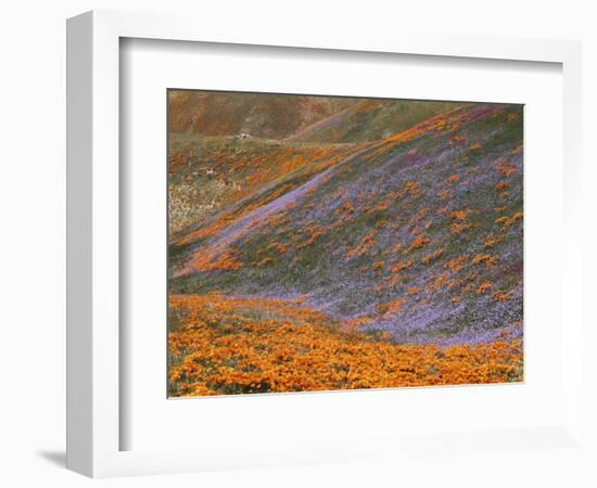 Owl's Clover and Globe Gilia, California Poppies, Tehachapi Mountains, California, USA-Charles Gurche-Framed Photographic Print