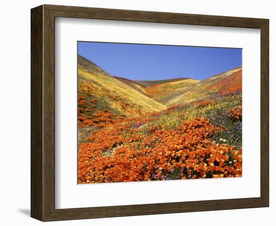 Owl's Clover, California Poppies, Coreopsis, Antelope Valley, California-Stuart Westmorland-Framed Photographic Print