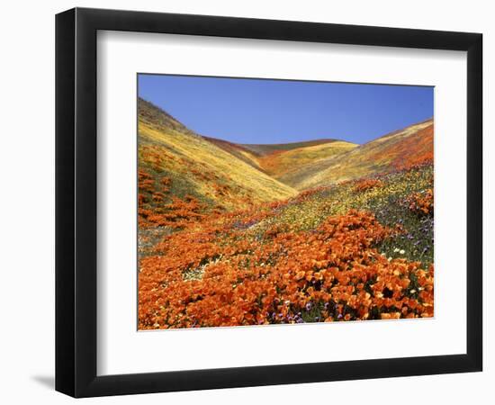 Owl's Clover, California Poppies, Coreopsis, Antelope Valley, California-Stuart Westmorland-Framed Photographic Print