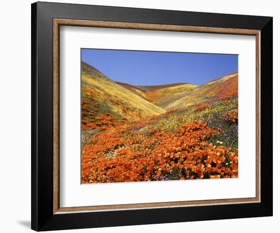 Owl's Clover, California Poppies, Coreopsis, Antelope Valley, California-Stuart Westmorland-Framed Photographic Print