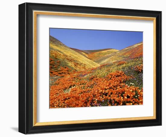 Owl's Clover, California Poppies, Coreopsis, Antelope Valley, California-Stuart Westmorland-Framed Photographic Print