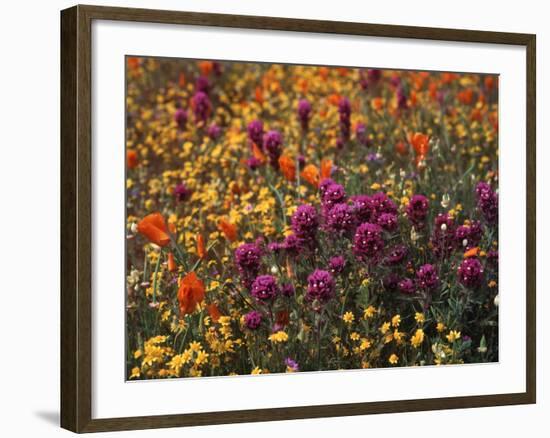 Owl's Clover, Coreopsis, California Poppy Flowers at Antelope Valley, California, USA-Stuart Westmorland-Framed Photographic Print