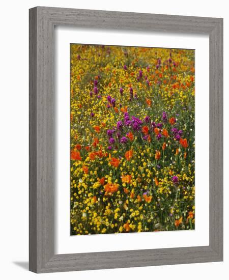 Owl's Clover, Coreopsis, California Poppy Flowers at Antelope Valley, California, USA-Stuart Westmorland-Framed Photographic Print