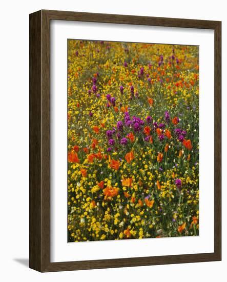 Owl's Clover, Coreopsis, California Poppy Flowers at Antelope Valley, California, USA-Stuart Westmorland-Framed Photographic Print