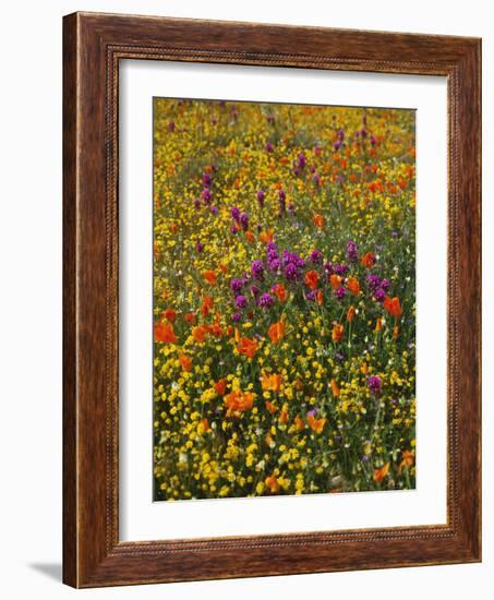 Owl's Clover, Coreopsis, California Poppy Flowers at Antelope Valley, California, USA-Stuart Westmorland-Framed Photographic Print