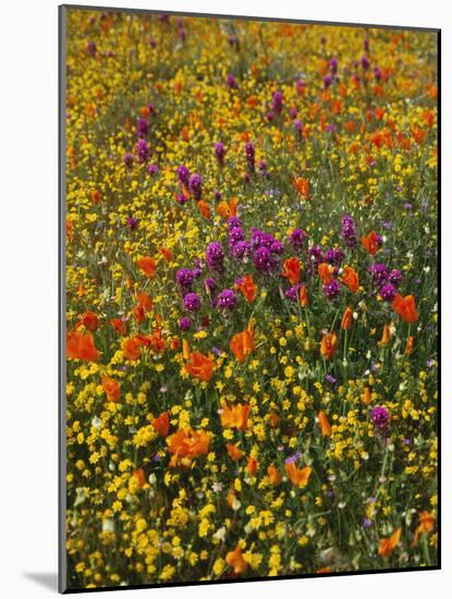Owl's Clover, Coreopsis, California Poppy Flowers at Antelope Valley, California, USA-Stuart Westmorland-Mounted Photographic Print