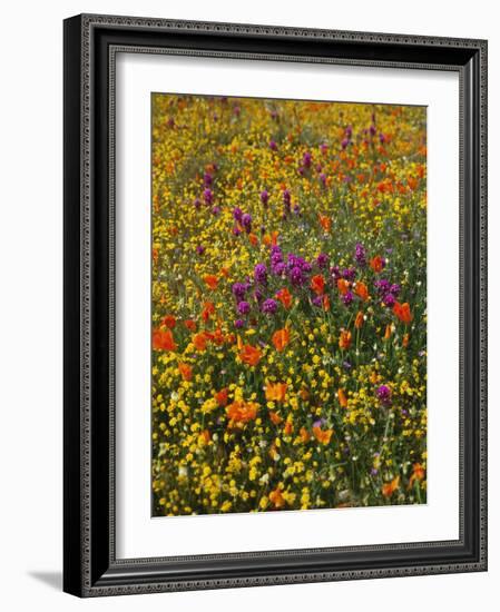 Owl's Clover, Coreopsis, California Poppy Flowers at Antelope Valley, California, USA-Stuart Westmorland-Framed Photographic Print