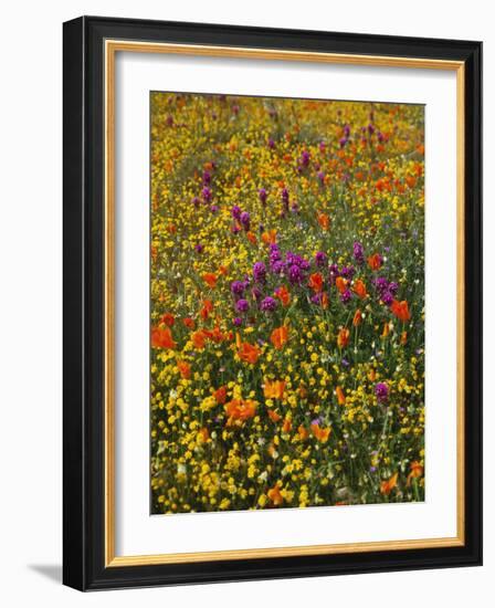 Owl's Clover, Coreopsis, California Poppy Flowers at Antelope Valley, California, USA-Stuart Westmorland-Framed Photographic Print