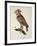 Owl Strix Longirostris,-null-Framed Giclee Print