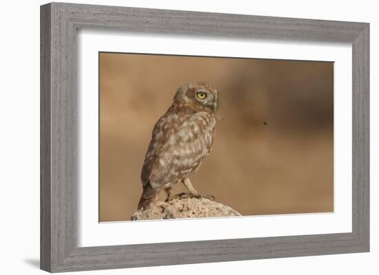 Owl Vs Bee-Assaf Gavra-Framed Giclee Print