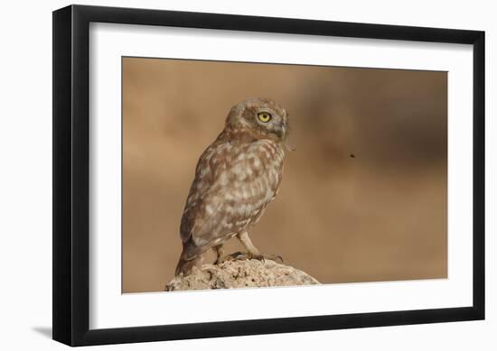 Owl Vs Bee-Assaf Gavra-Framed Giclee Print