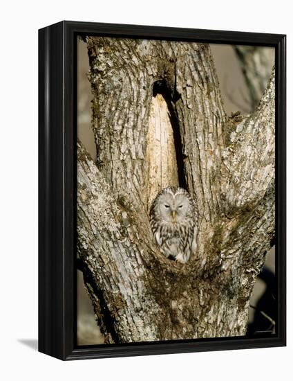 Owl-null-Framed Premier Image Canvas