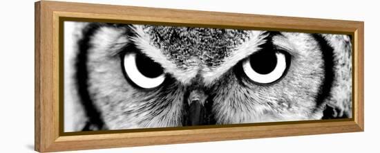 Owl-PhotoINC-Framed Premier Image Canvas