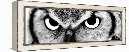 Owl-PhotoINC-Framed Premier Image Canvas