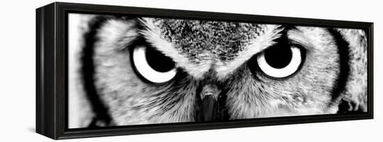 Owl-PhotoINC-Framed Premier Image Canvas