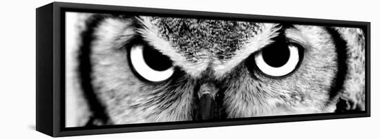 Owl-PhotoINC-Framed Premier Image Canvas