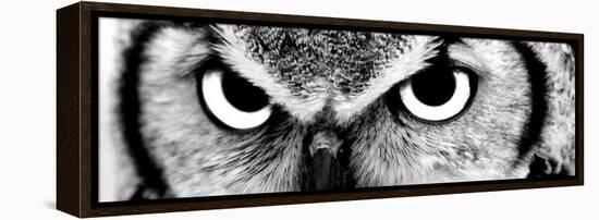 Owl-PhotoINC-Framed Premier Image Canvas