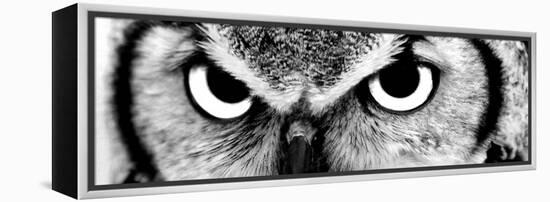 Owl-PhotoINC-Framed Premier Image Canvas