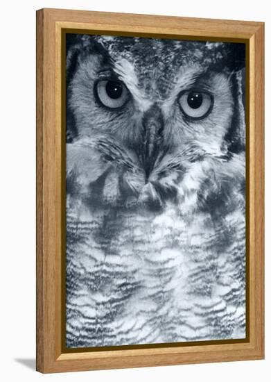 Owl-Gordon Semmens-Framed Premier Image Canvas