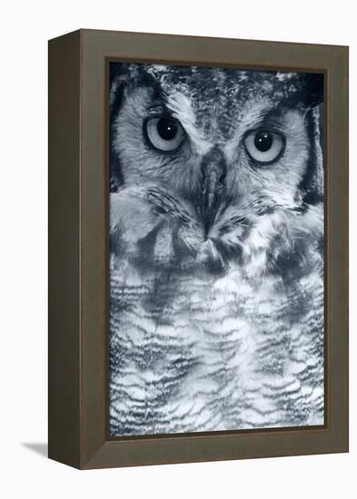 Owl-Gordon Semmens-Framed Premier Image Canvas